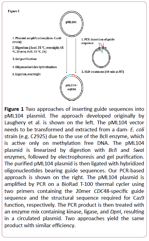 biochem-molbio-plasmid