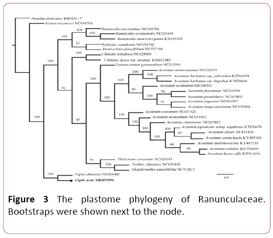 biochem-molbio-plastome-phylogeny