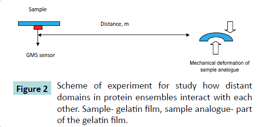 biochem-molbio-protein-ensembles-interact