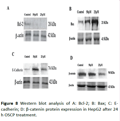 biochem-molbio-protein-expression