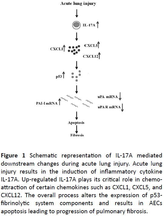 biochem-molbio-pulmonary-fibrosis