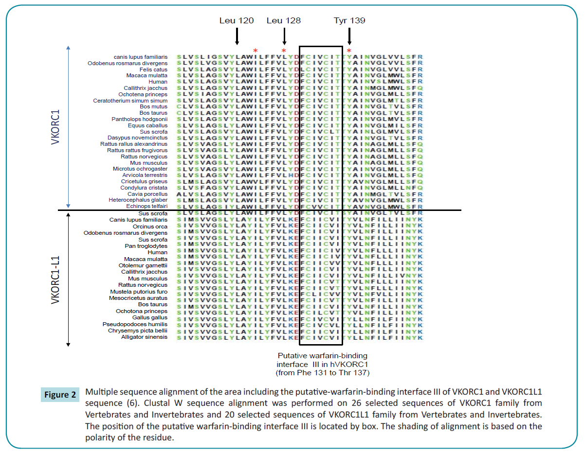 biochem-molbio-putative-warfarin-binding-interface