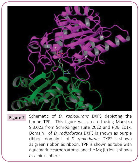 biochem-molbio-radiodurans-DXPS