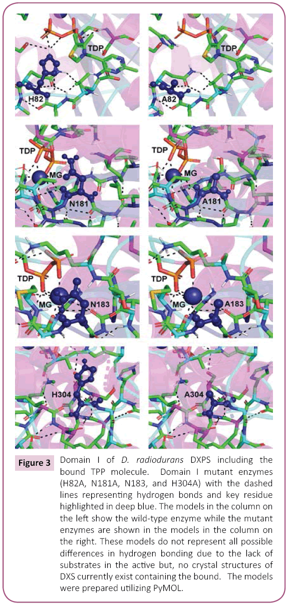 biochem-molbio-radiodurans-DXPS