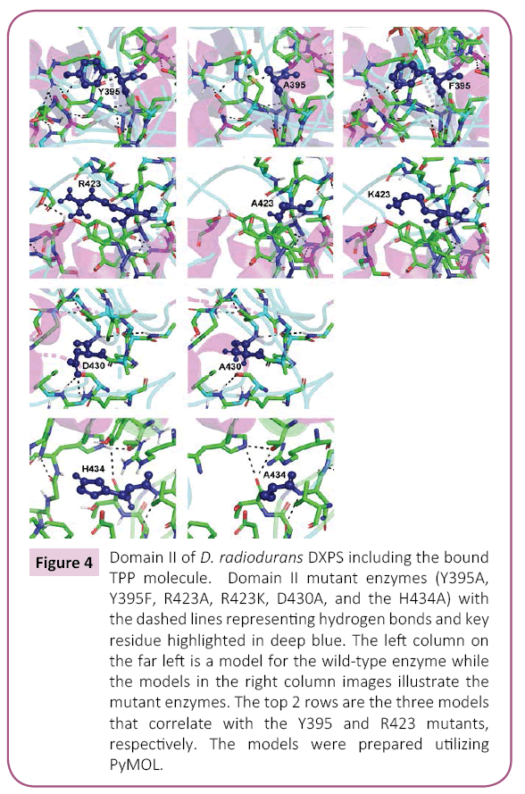 biochem-molbio-radiodurans-DXPS