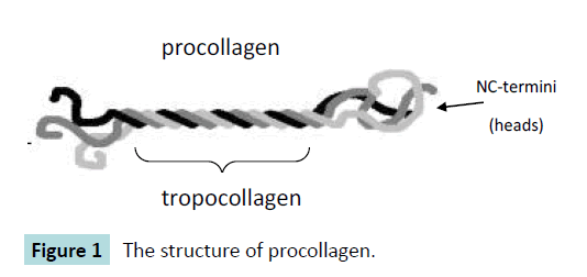 biochem-molbio-structure-procollagen