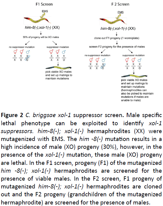 biochem-molbio-suppressor-screen