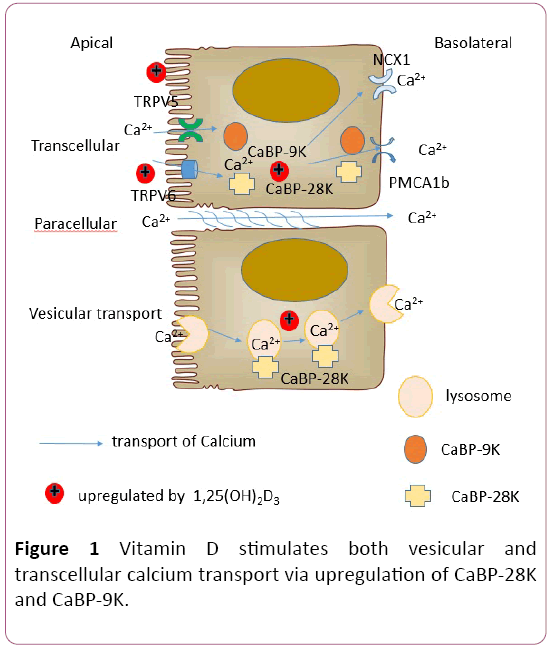 biochem-molbio-transcellular-calcium