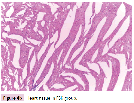 biomarkers-Heart-tissue-FSK