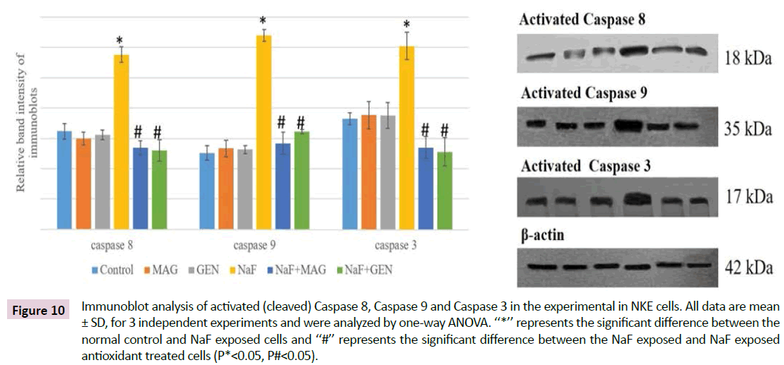 biomarkers-Immunoblot-analysis-activated