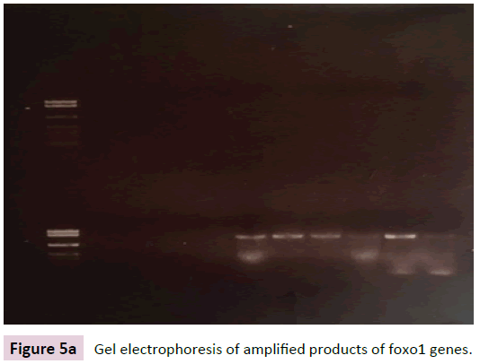 biomarkers-amplified-products