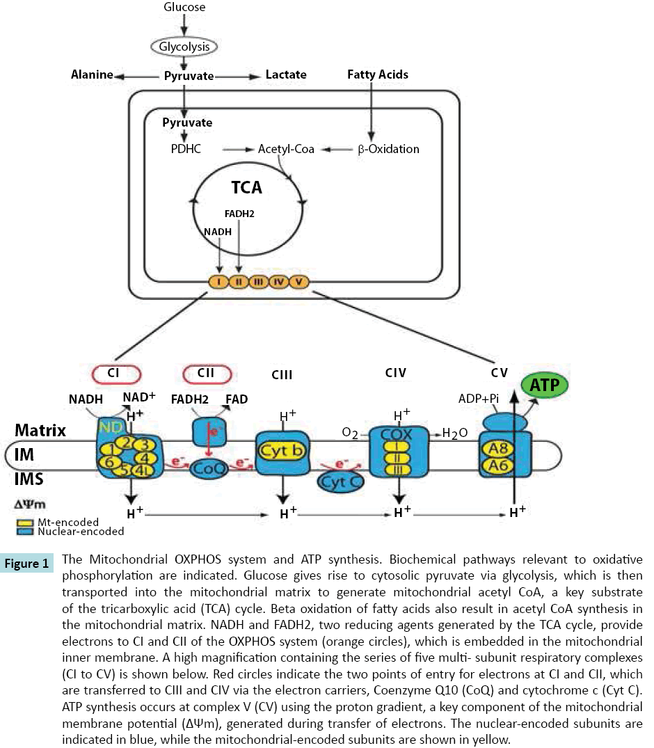 biomarkers-mitochondrial-encoded-sub-units