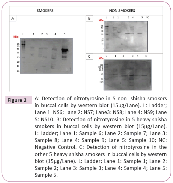 biomarkers-oxygen-nitrotyrosine