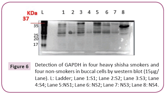 biomarkers-oxygen-western-blot