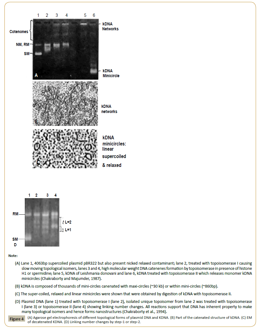 biomedicine-Agarose-gel-electrophoresis