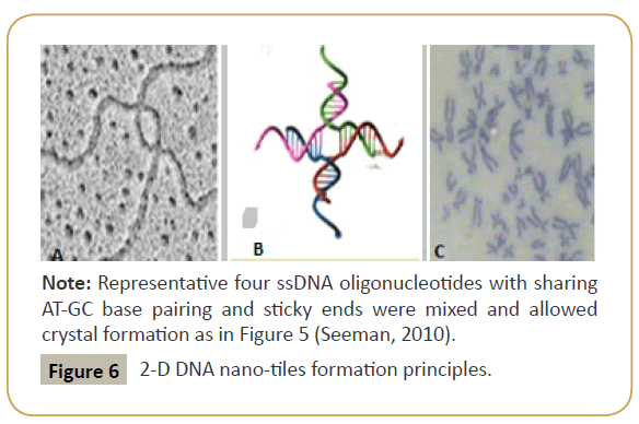 biomedicine-DNA-nano-tiles-formation-principles