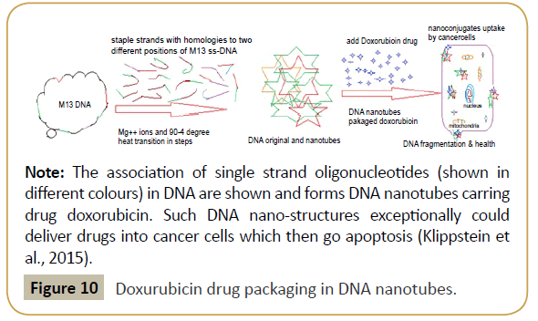 biomedicine-Doxurubicin-drug-packaging-DNA-nanotubes