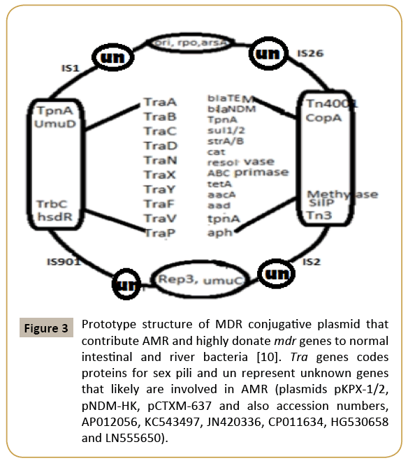 biomedicine-MDR-conjugative