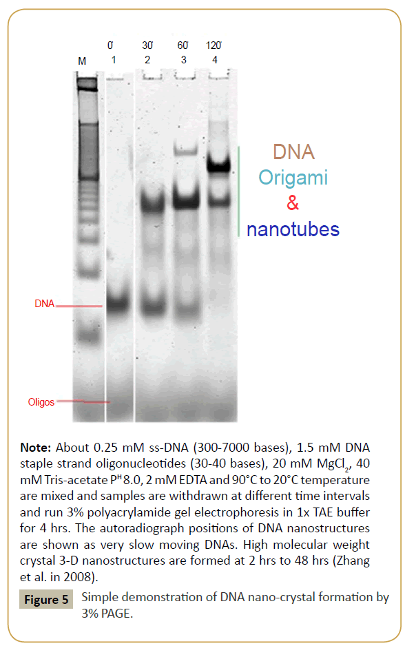 biomedicine-Simple-demonstration-DNA-nano-crystal