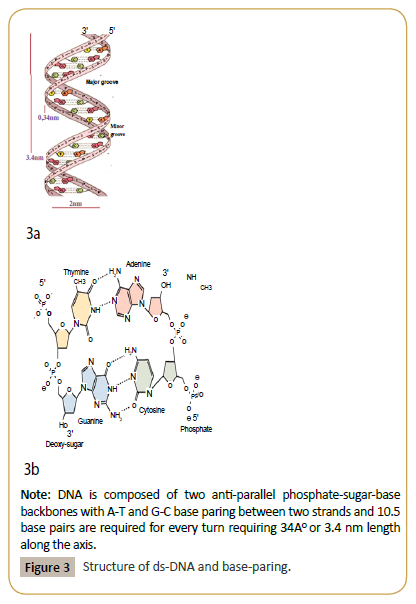 biomedicine-Structure-ds-DNA-base-paring