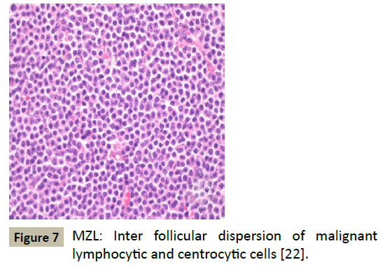 biomedicine-centrocytic-cells