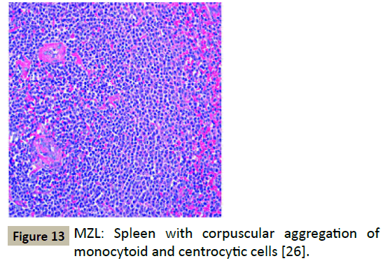 biomedicine-centrocytic-cells