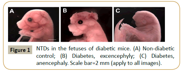 biomedicine-diabetic-mice