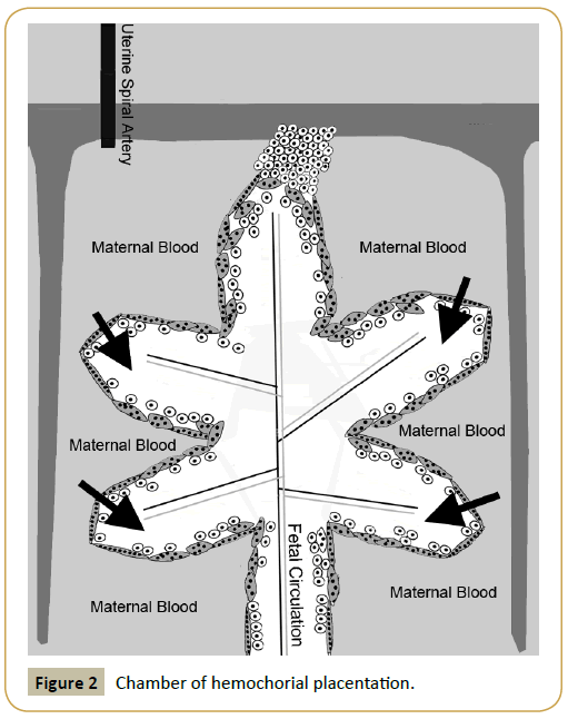 biomedicine-hemochorial