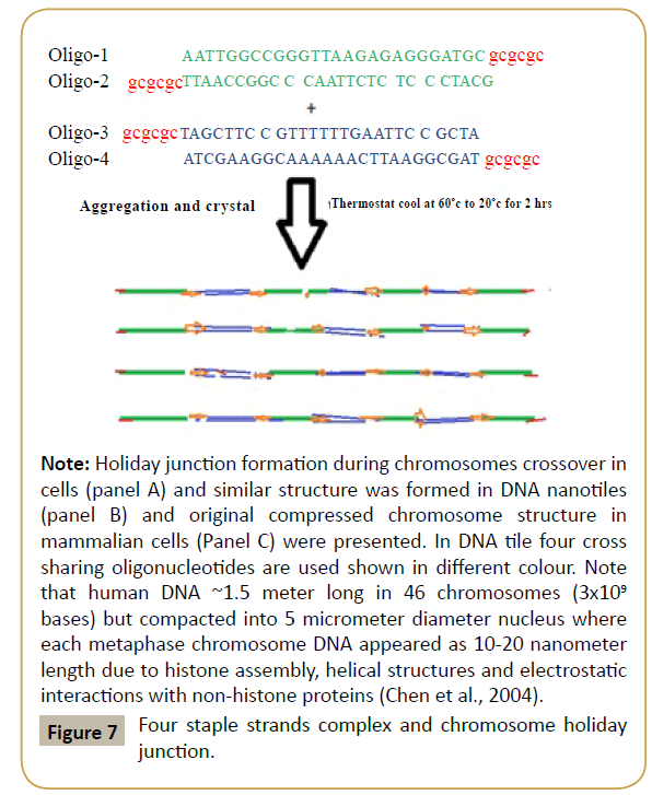 biomedicine-staple-strands-complex-chromosome