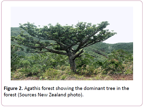 british-journal-Agathis-forest