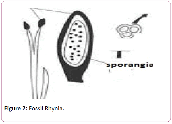 british-journal-Fossil-Rhynia
