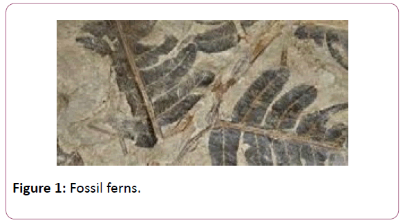 british-journal-Fossil-ferns