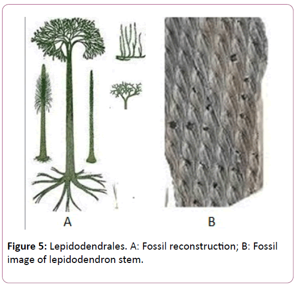 british-journal-Fossil-reconstruction