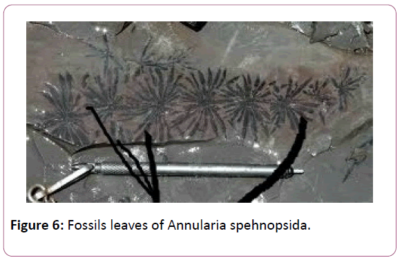 british-journal-Fossils-leaves