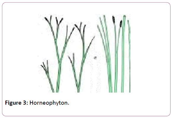 british-journal-Horneophyton