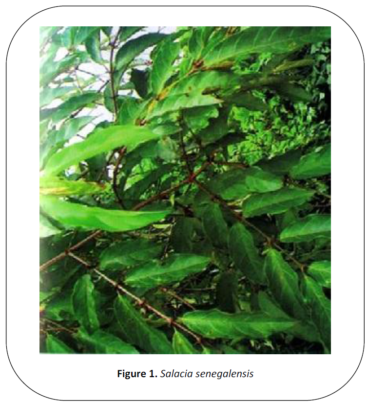 british-journal-Salacia-senegalensis