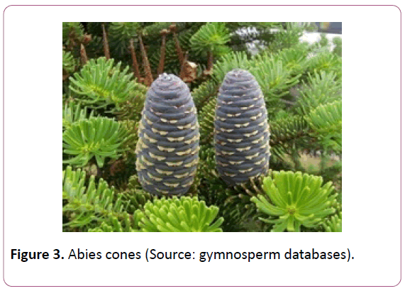 british-journal-of-research-Abies-cones