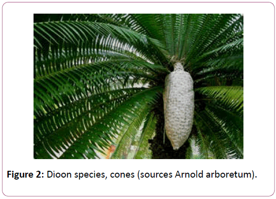 british-journal-of-research-Arnold-arboretum