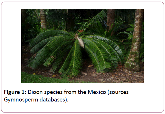 british-journal-of-research-Dioon-species