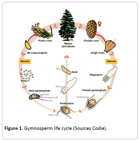 british-journal-of-research-Gymnosperm-life-cycle