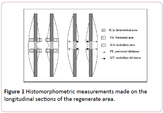 british-journal-of-research-Histomorphometric