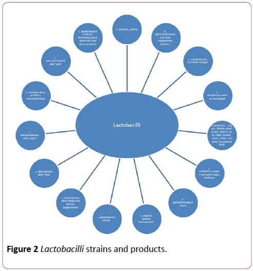 british-journal-of-research-Lactobacilli-strains