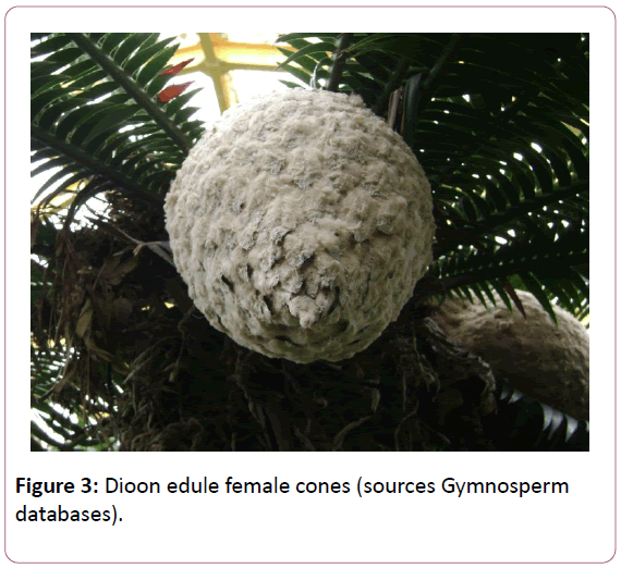 british-journal-of-research-female-cones