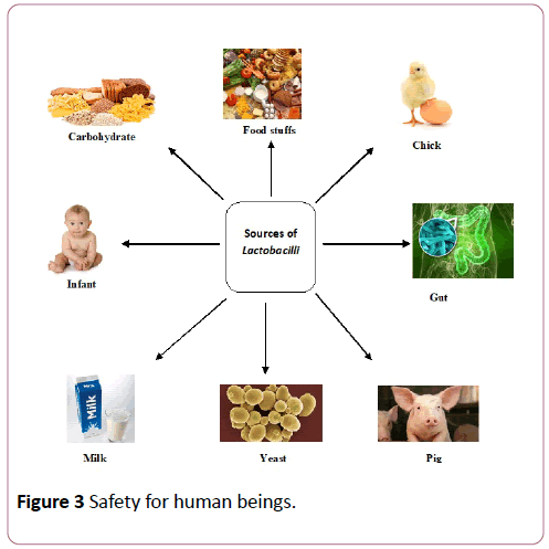 british-journal-of-research-human-beings