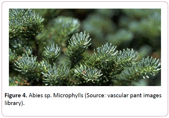british-journal-of-research-vascular-pant