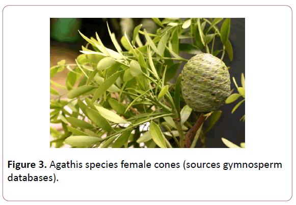 british-journal-species-female-cones