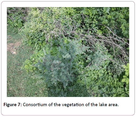 british-journal-vegetation-lake