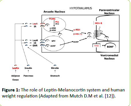 childhood-obesity-Leptin-Melanocortin