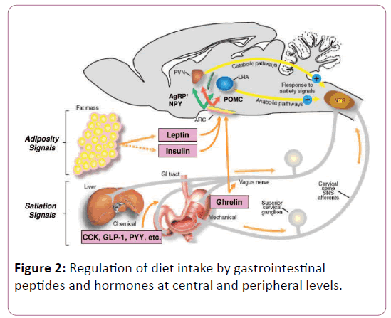 childhood-obesity-gastrointestinal