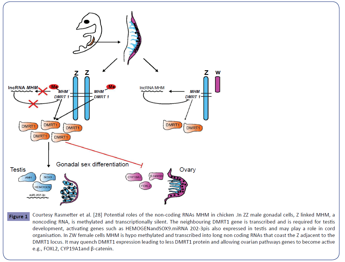 clinical-epigenetics-Courtesy-Rasmetter